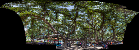 33 image Photo Merge of Lahaina's Banyan Tree