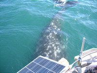 A Whale of a Tail