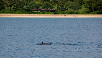 Hanalei Bay Dolphins